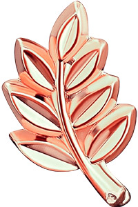 Feuille acacia